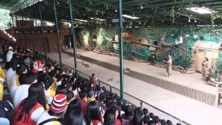 Zoobic Safari Animal Show [upl. by Dnalyaw520]