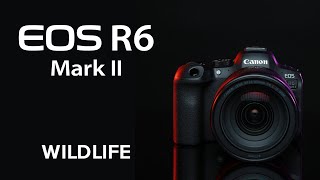 The Canon EOS R6 Mark II Getting Started with Wildlife [upl. by Arin]