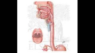 Physiology of Swallowing and Dysphagia [upl. by Inimod414]