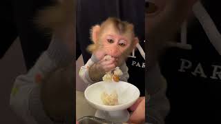 Monkey chú khỉ dễ thương [upl. by Anitroc683]