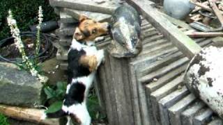 Jack Russell Terrier attacks badger Dave van dog [upl. by Annovoj]