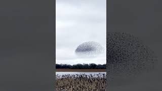 Hundreds of starlings appear as one giant bird [upl. by Amund]