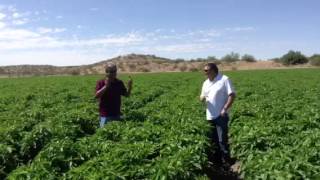 Bristol Farms amp Melissas Produce in Hatch New Mexico [upl. by Lasser]