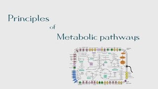 8 Principles of Metabolic Pathways  The BioChemistry Guide  2014 [upl. by Blackmun956]