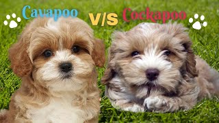 Cavapoo vs Cockapoo [upl. by Akinnor72]