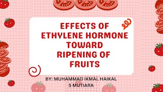 Effects Of Ethylene Hormone Towards Ripening Of Fruit Biology Form 5 Experiment [upl. by Melbourne957]