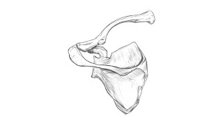 Drawing Study of the scapula and clavicle [upl. by Laoj809]