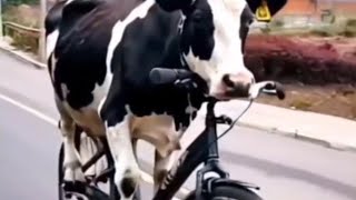 LIVE STREAM FUNNY VIDEO  The cows are amazing [upl. by Eul]