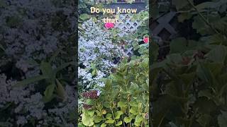 fallplanting gardendesign cottagegarden flowers zone6bgarden nativeplants [upl. by Neils]