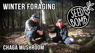 How To Identify And Harvest Chaga Mushroom [upl. by Tripp]