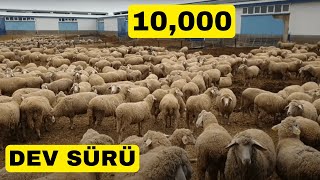 EKRANLARDA İLK KEZ GÖRECEKSİNİZ  BU ÇİFTLİĞE BAYILACAKSINIZ  10000 BAŞLIK  ASYA LALE BÖLÜM1 [upl. by Hayden]