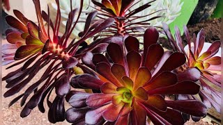 Boutures Aeonium 1 arboreumaeonium [upl. by Corenda]