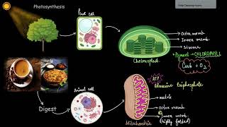 Mitochondria and plastids  The fundamental unit of life  Biology  Khan Academy [upl. by Donnamarie]