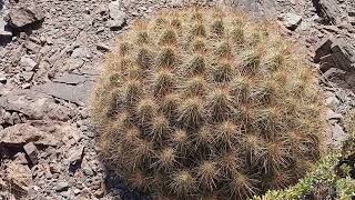 Echinocereus stramineus [upl. by Oterol]