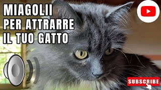 Gatto che miagola  Suoni per attrarre gatti [upl. by Aitropal976]