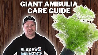 Giant Ambulia Care Guide  How to Grow Propagate and Care for Limnophila Aquatica [upl. by Okram203]