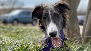 Lazuli  5 Month Silken Windhound Puppy [upl. by Lathe]