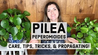 Pilea Peperomioides Plant Care Tips Tricks amp Propagating [upl. by Sibylla]