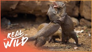 Army Of Tiny Mongoose Fight To Survive Against Apex Predators  Bandits Of Selous  Real Wild [upl. by Tterraj]