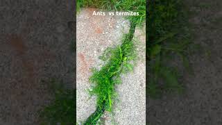 Ants vs termites antwar [upl. by Obocaj12]