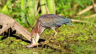 Green Heron [upl. by Sella]