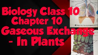 Biology chapter 10 gaseous exchange in plants respiration in plants Part 2 [upl. by Ellehcear417]