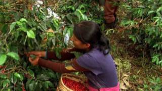 Colombia Coffee Harvest [upl. by Rafaelof]