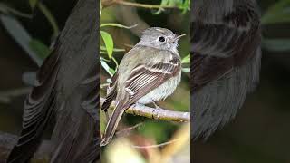 Hammonds Flycatcher Song Video Nature Sounds of Birds [upl. by Aniwde]