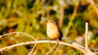 Gärdsmyg sång läte Wren singing Zaunkönig Gesang Uppland Sweden [upl. by Cleopatre]