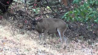 Deer shedding off antler velvet wire on fence 7 20 2014 part 2 [upl. by Anika]