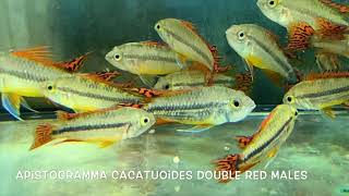 Apistogramma cacatuoides DOUBLE RED [upl. by Eeloj604]