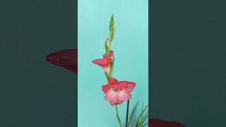 Gladiolus flower🏵️🏵️planting gladiolus in containersmanojgardengladiolus flower [upl. by Addison482]