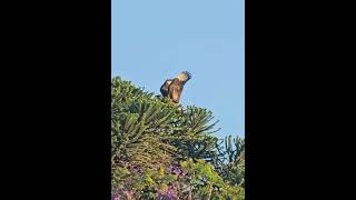 El carancho Caracara plancus también conocido como traro eagles birds wildlife nature [upl. by Ikuy]