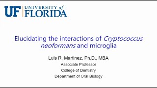 Elucidating the Interactions of Cryptococcus Neoformans and Microglia [upl. by Nerol]