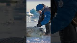 Attaching a Tracker to Our Arctic Seal Friend  Canada Arctic Circle animals canadianwildlife [upl. by Eanram]