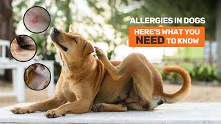 Allergies in Dogs Best Diet amp Itch Solutions [upl. by Suiramaj]