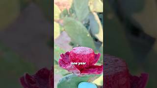 Cactus fruit Prickly Pear [upl. by Eednar]