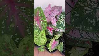 DATO CURIOSO SOBRE LOS CALADIUM  miviverofavorito [upl. by Rawdin]