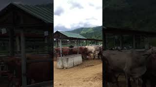 Cattle Farming [upl. by Morie]