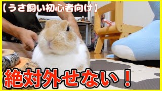 【初心者向け】ミニウサギの飼い方を分かりやすく3つのポイントで解説 [upl. by Allac]