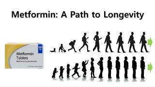 Metformin A Path to Longevity [upl. by Ahtelra]