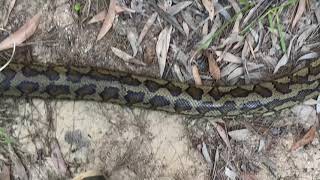 Carpet python [upl. by Casper]