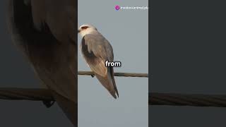 5 Mind Blowing Facts About the Black shouldered Kites [upl. by Lipsey800]