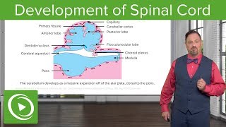 Development of Spinal Cord and Brainstem – Embryology  Lecturio [upl. by Amar]