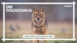 Goldschakal  Wildtiere in Deutschland [upl. by Eyaf305]