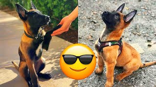 Belgian Malinois — Majestic And Hilarious Videos And Tik Toks Compilation [upl. by Animrac]