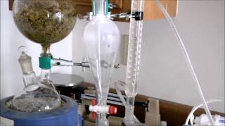 ESSENTIAL OIL DISTILLATION [upl. by Myrlene]