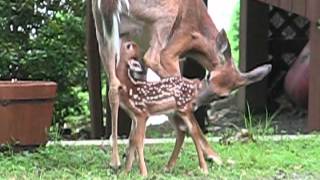 Doe with Fawn [upl. by Kip447]