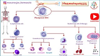 Hemopoiesis physiology।। Formation of blood cells ।। PATHOGENESIS ।। BarmanSir [upl. by Elcin875]