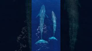 The Largest Creatures To Ever Exist On Earth  Blue Whale  whale ocean sea trending shorts [upl. by Ainud488]